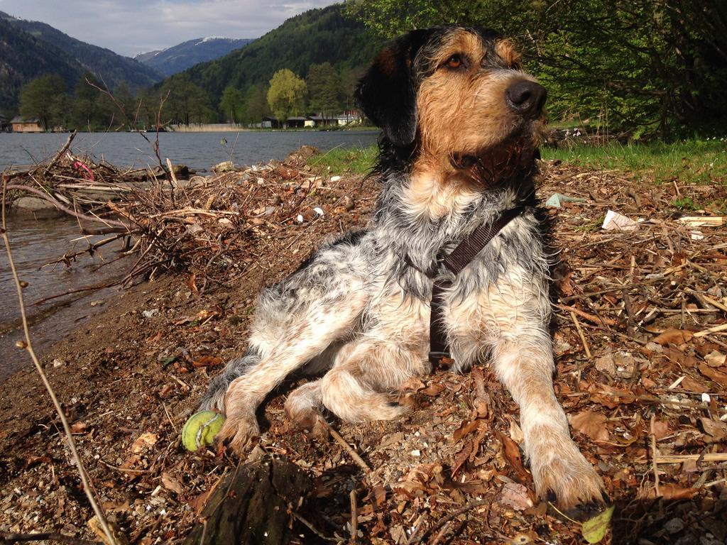 Ruhige Wohnung Mit Schoenem Eigengarten In Seeboden Am Millstaettersee Quarto foto