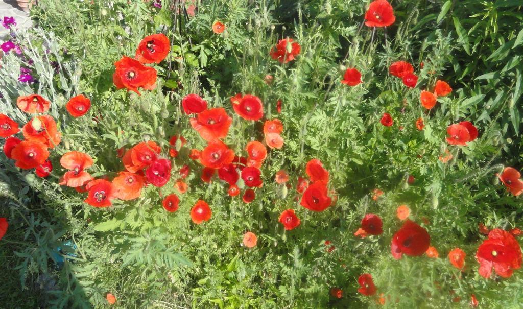 Ruhige Wohnung Mit Schoenem Eigengarten In Seeboden Am Millstaettersee Exterior foto